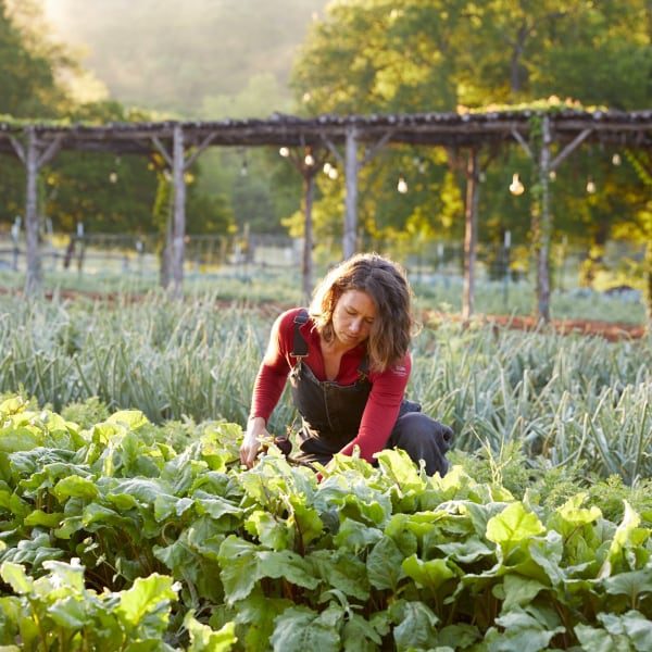 person farming