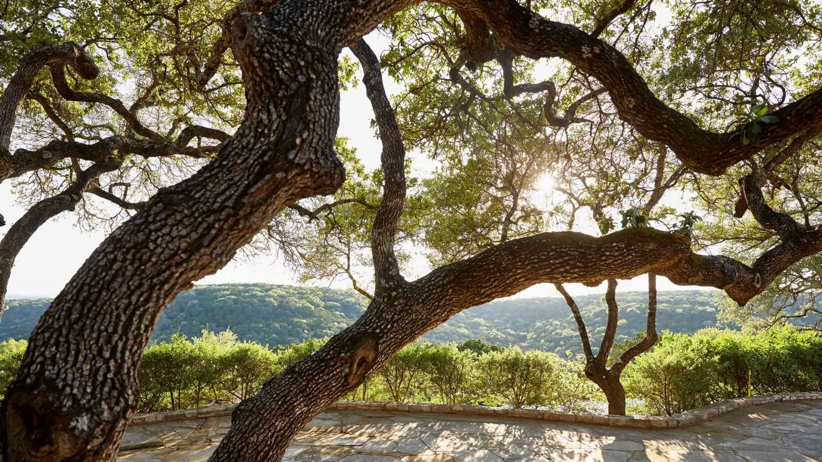 view of landscape between trees