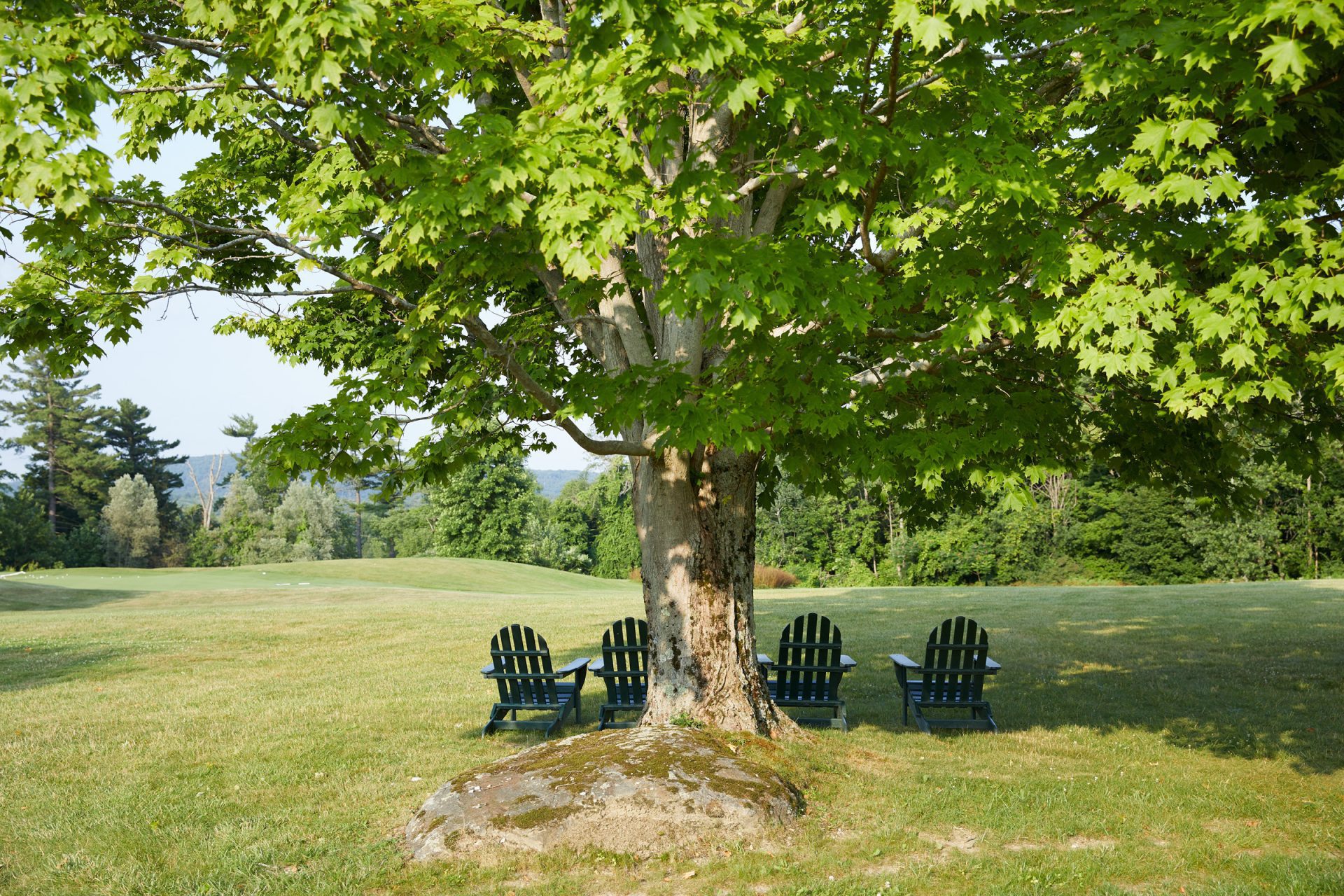 lounge chairs in garden under tree