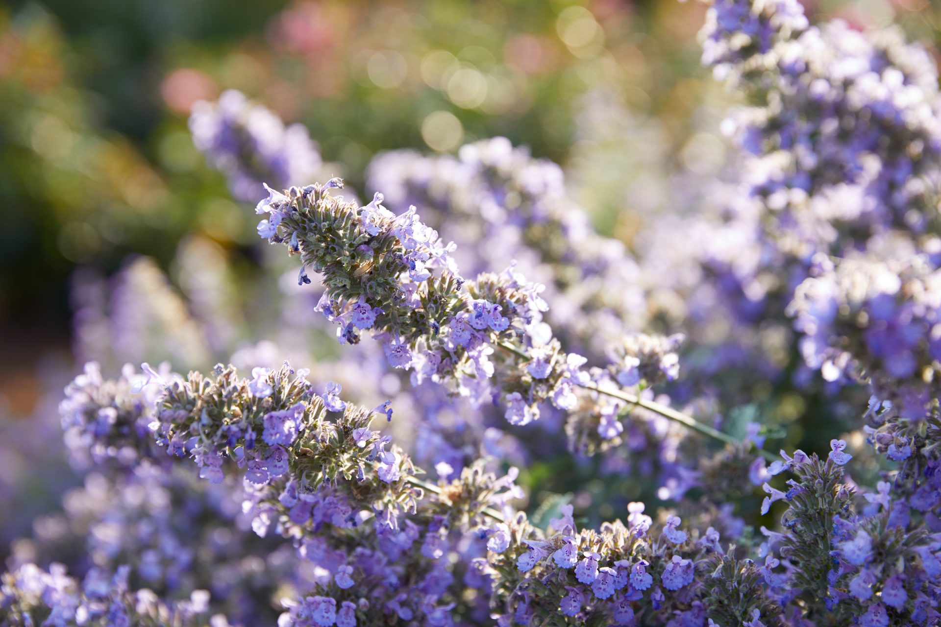 purple flowers