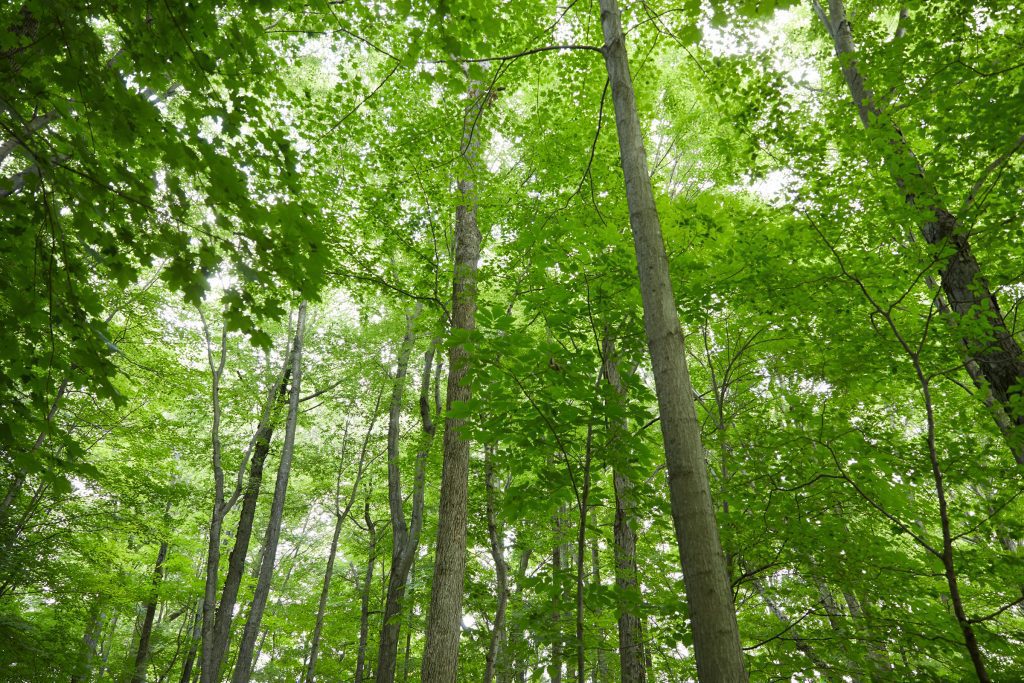 A forrest with green trees