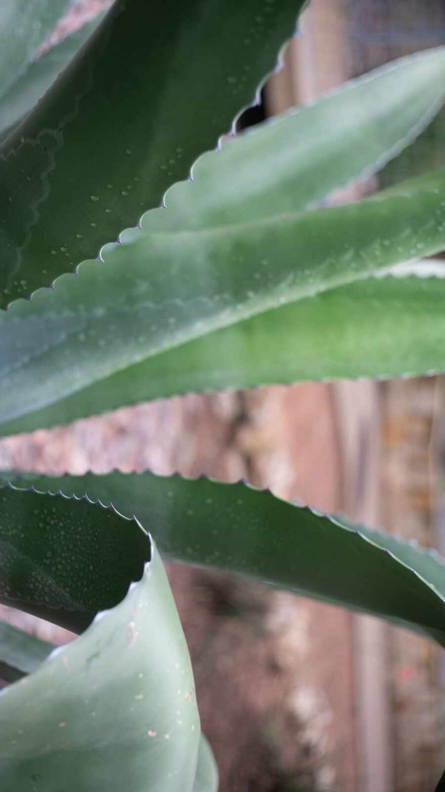 agave