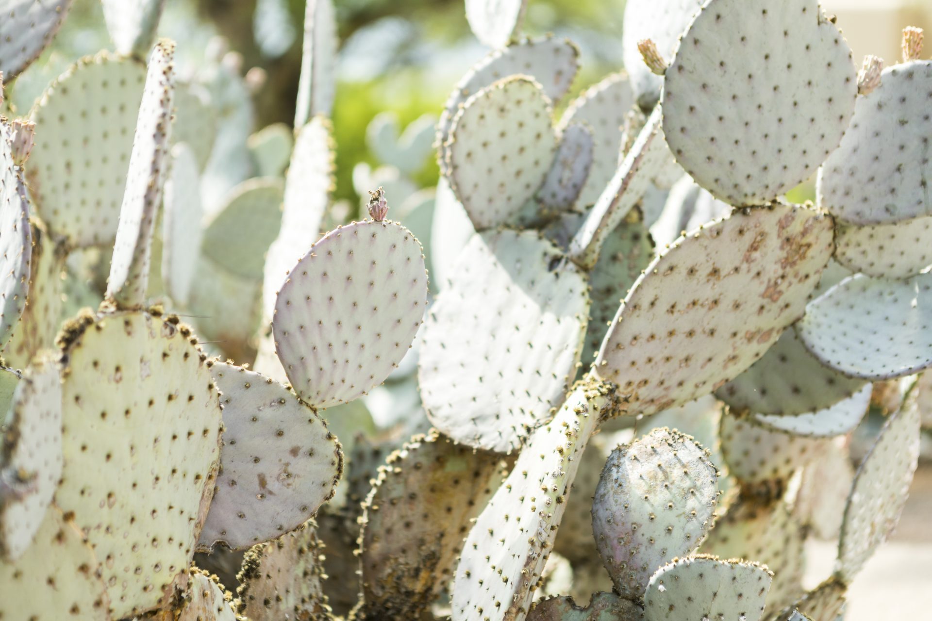 Prickly pear cactuses