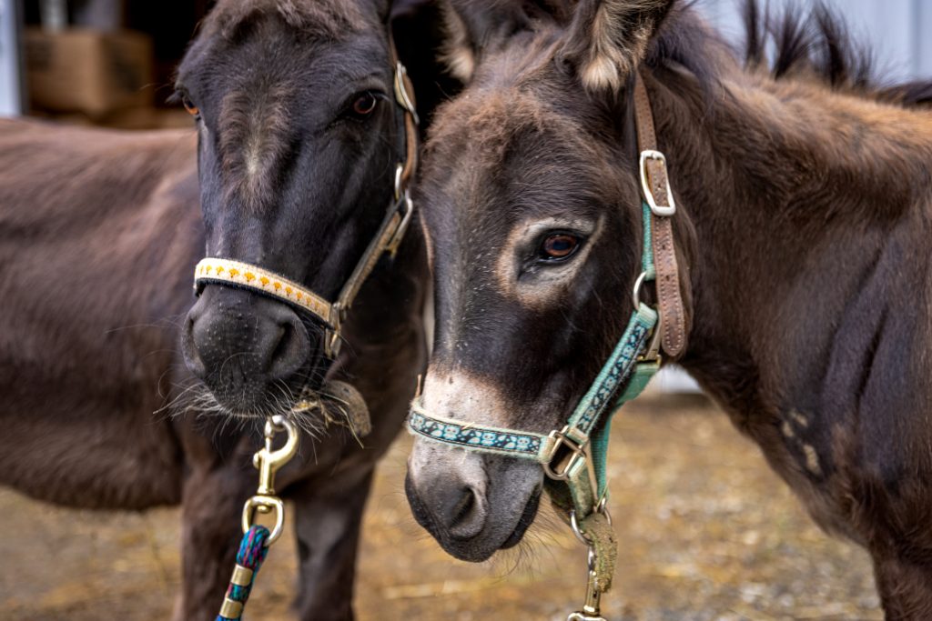 two donkeys