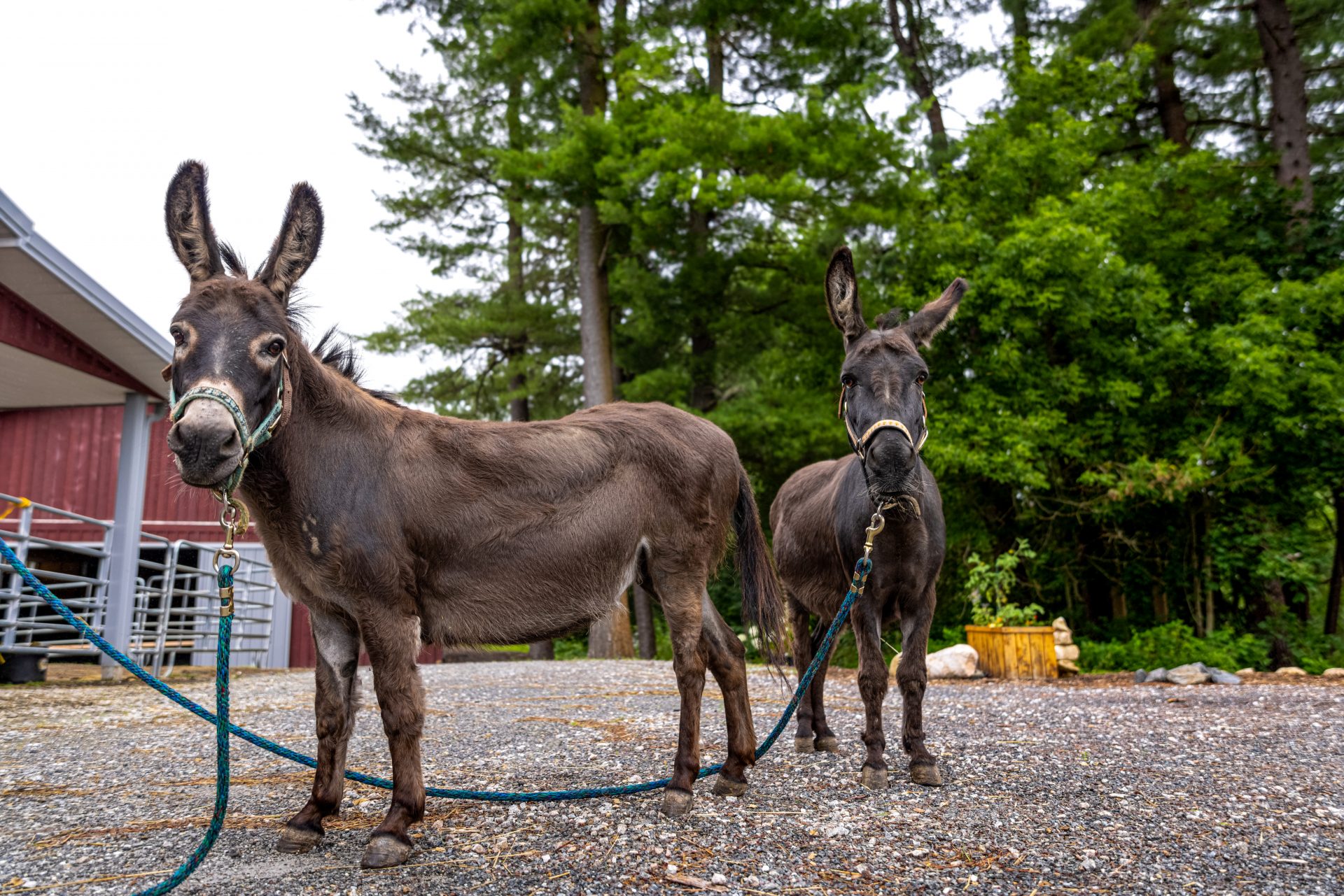 two donkeys standing outside