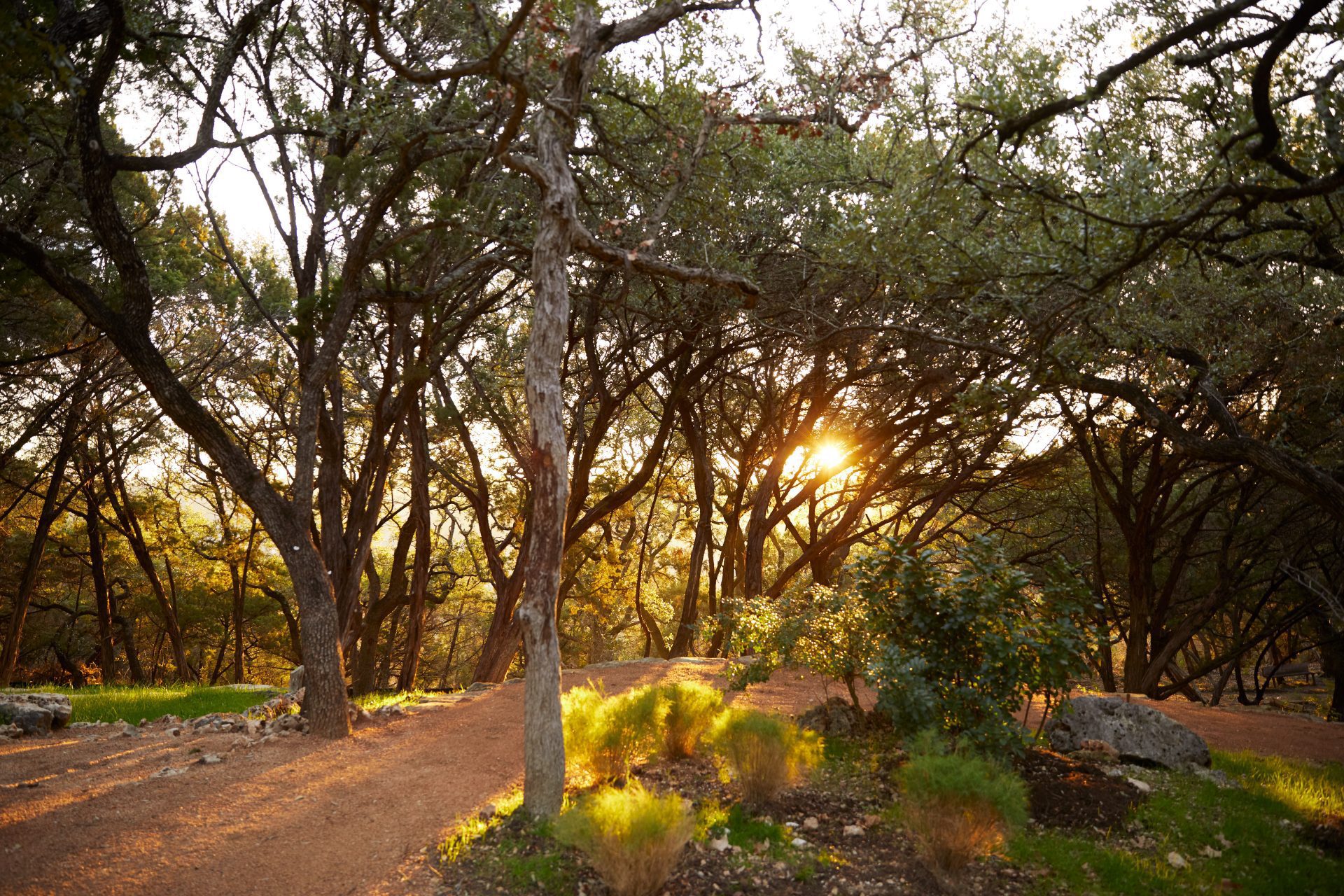 Sun shining through trees on path