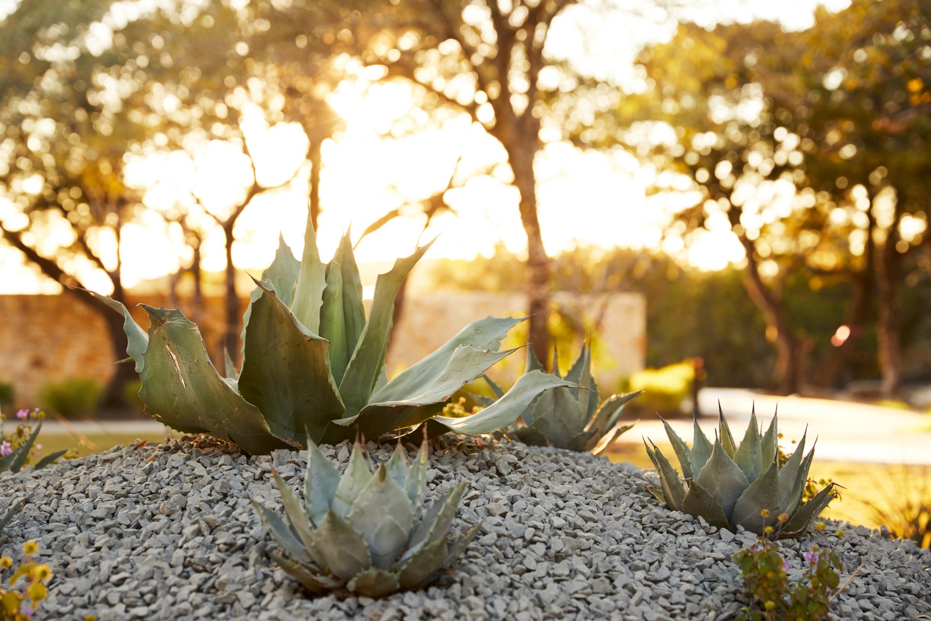 Aloe plans in garden