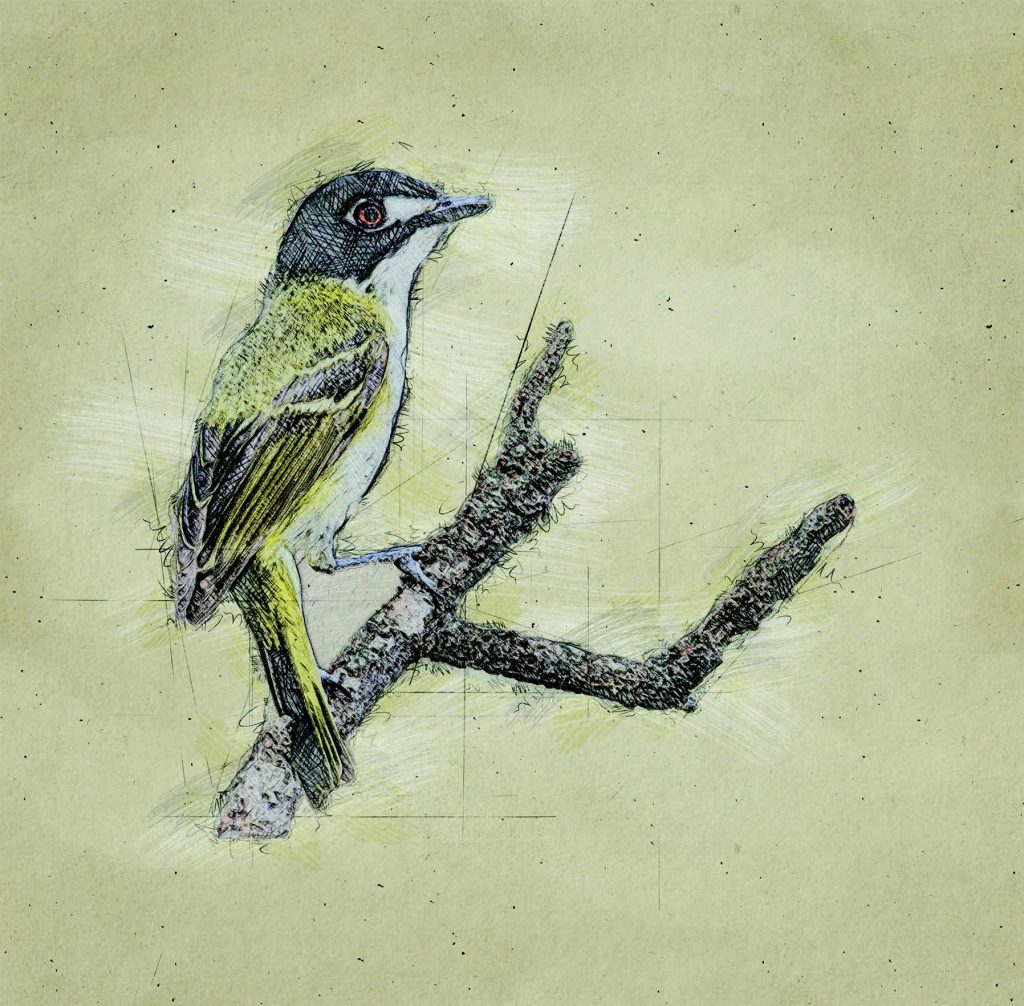 Graphic of Black Capped Vireo bird 