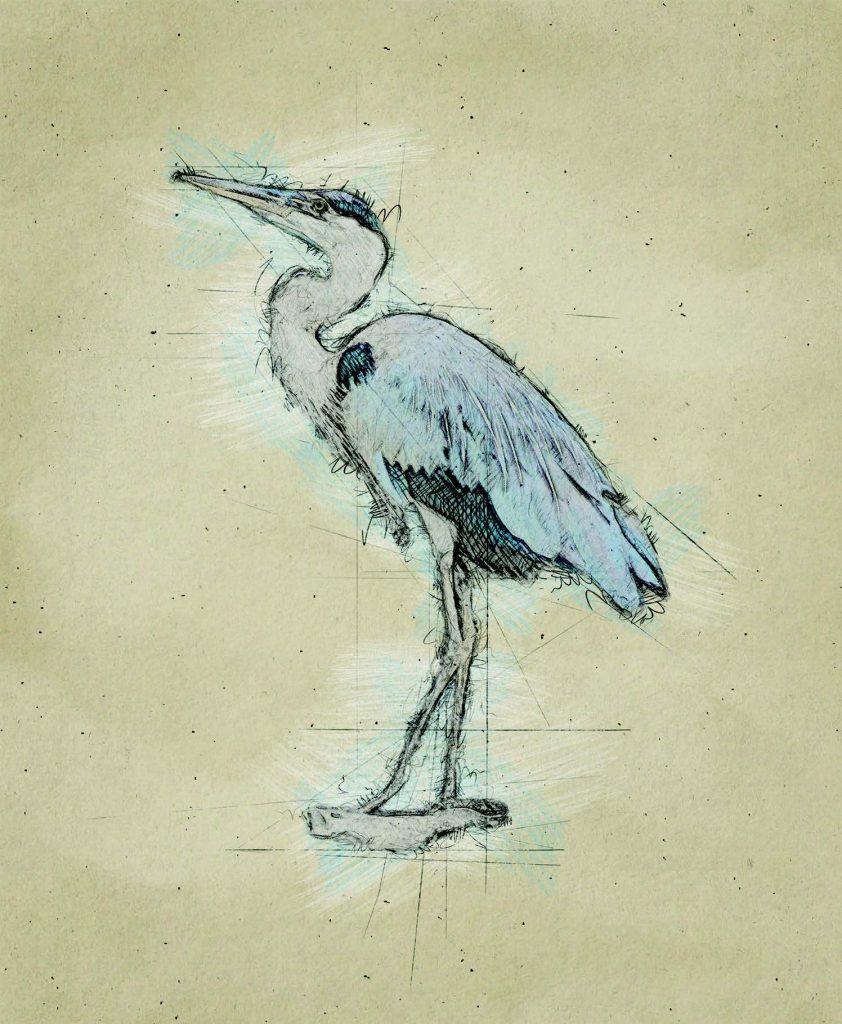 Graphic of Great Blue Heron