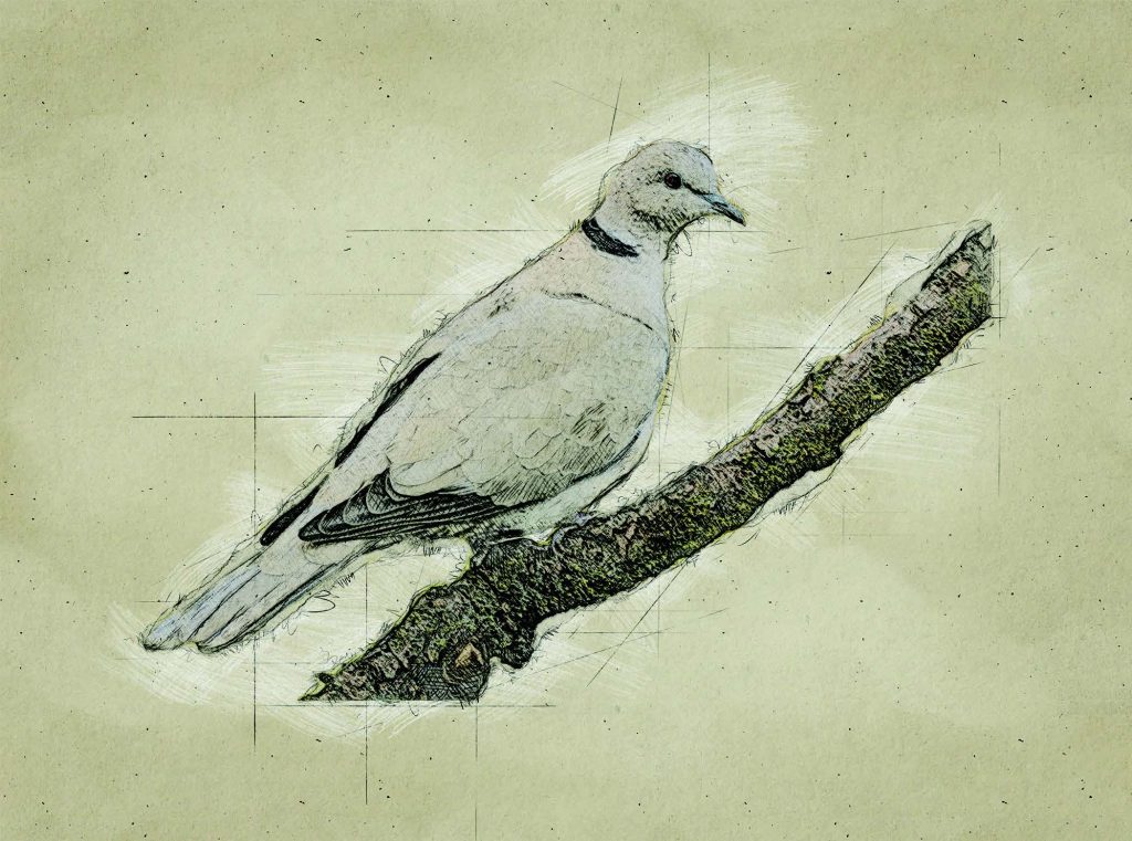 Graphic of Eurasian Collard-Dove