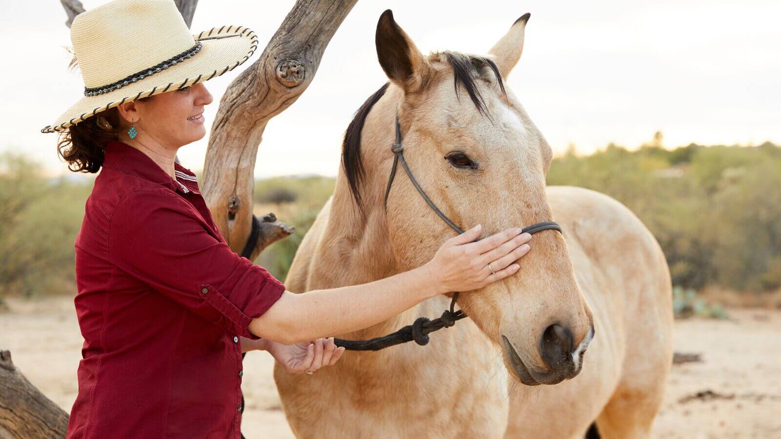 person petting horse