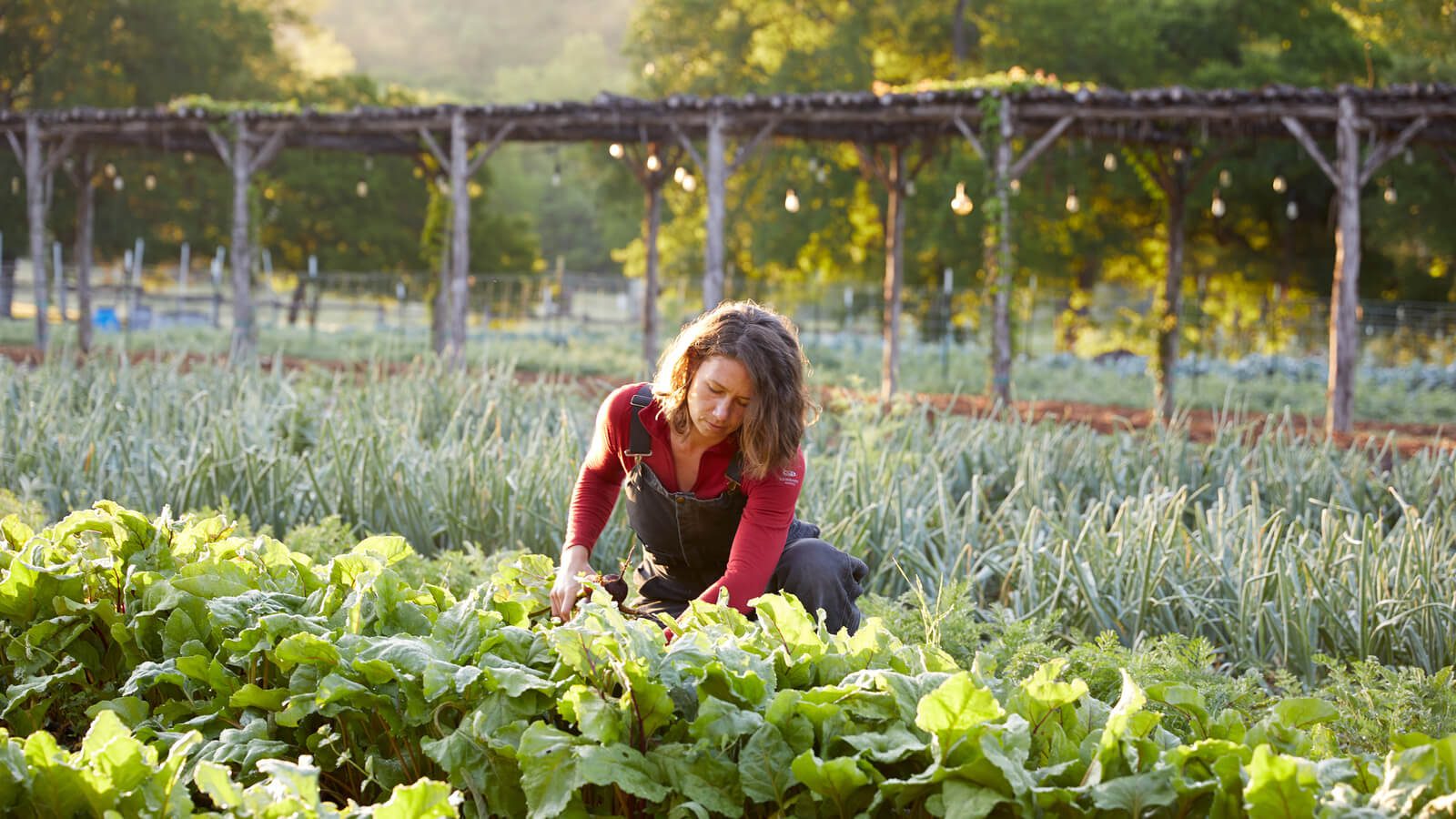 person gardening