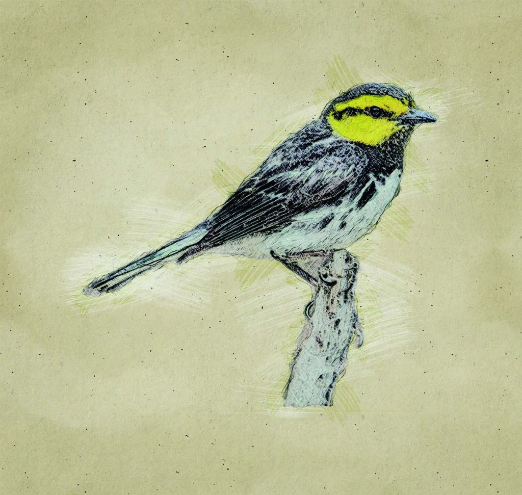 Graphic of Golden Cheeked Warbler bird