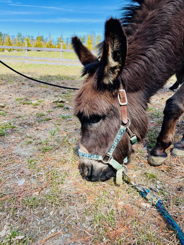 a donkey sniffing the grass