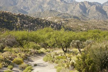 view of desert landscape path and mountains