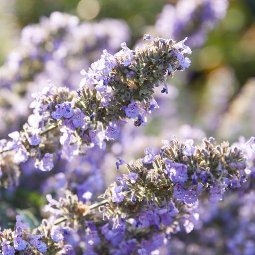 purple flowers