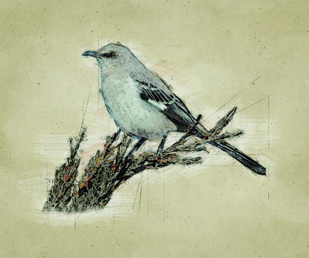 Graphic of Northern Mockingbird