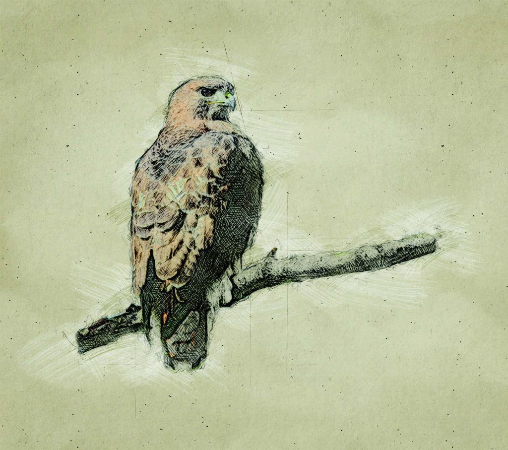 Graphic of Red-Tailed Hawk 