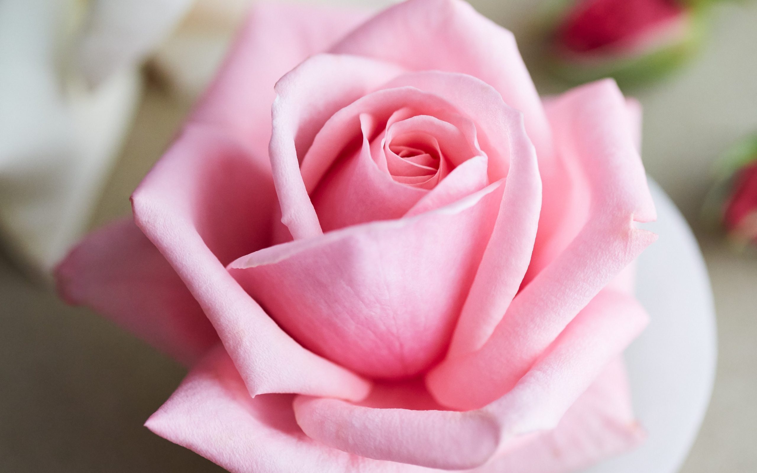 Closeup of pink rose