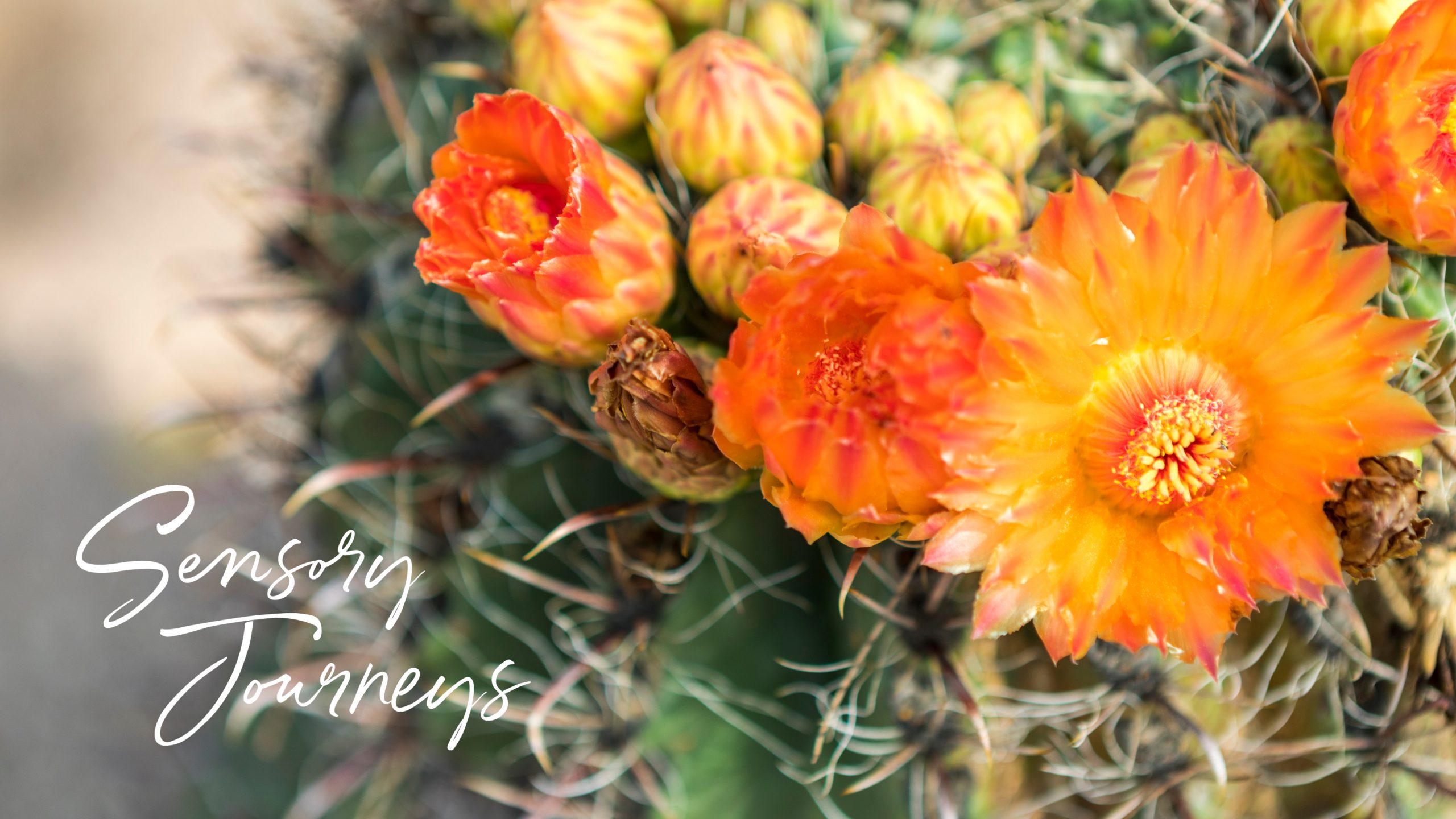 orange and yellow flowers