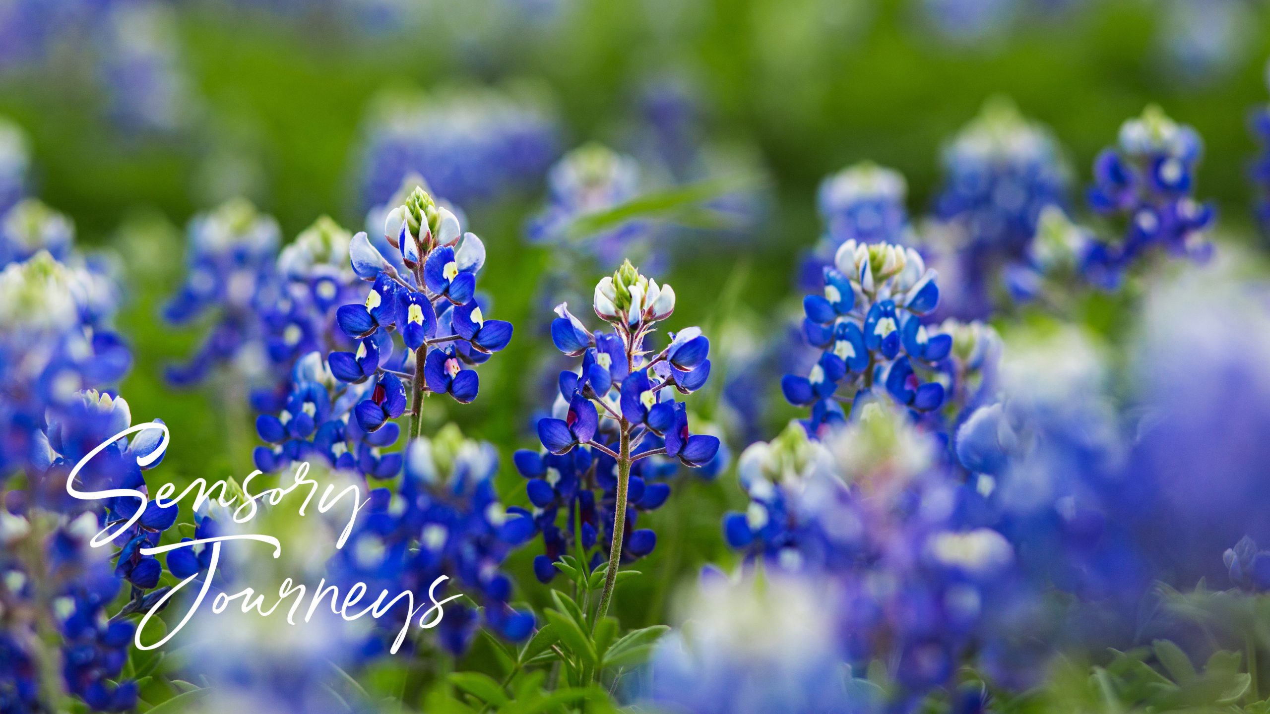 field of blue flowers