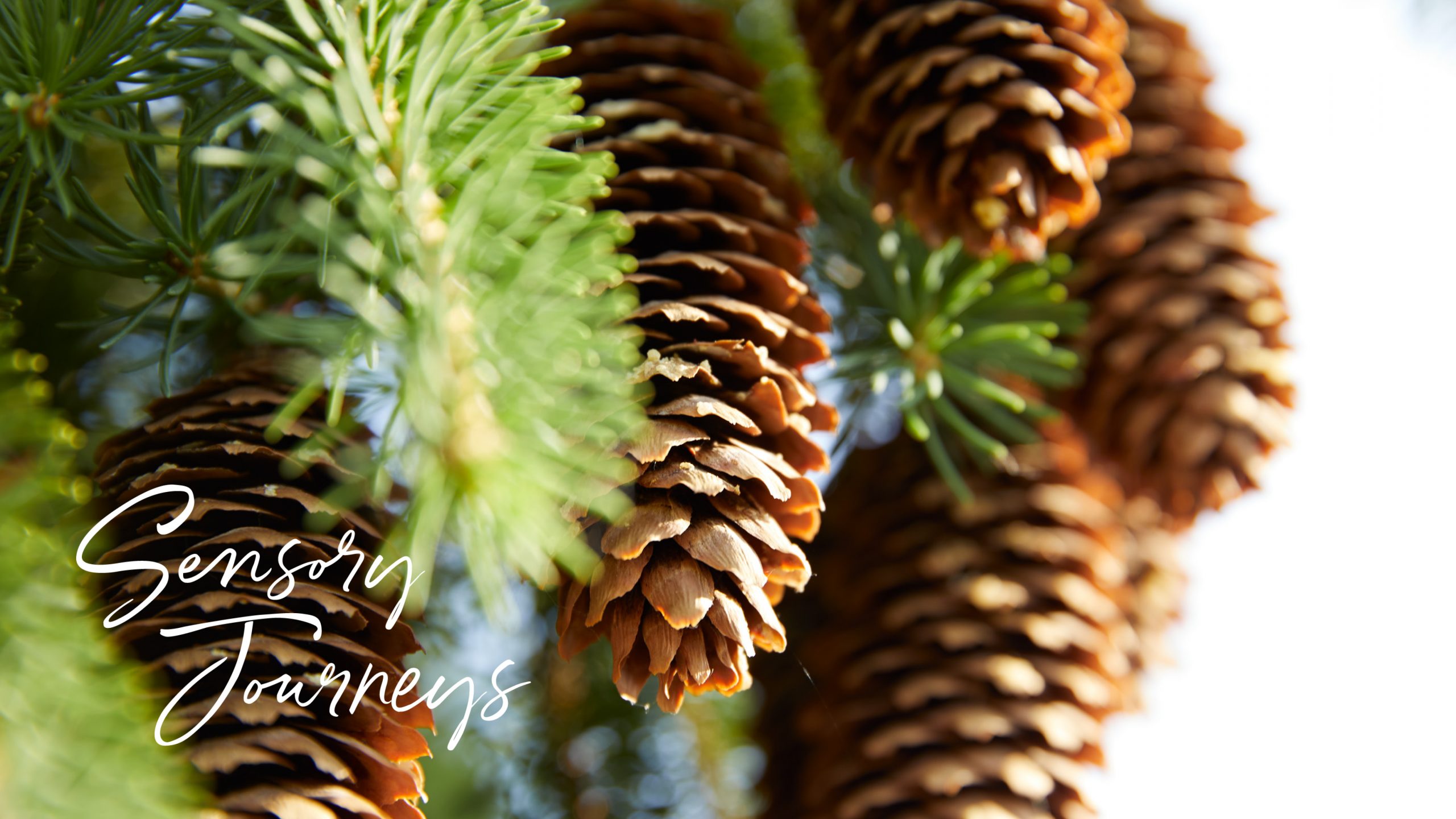 bunch of pine cones