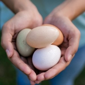 person holding eggs