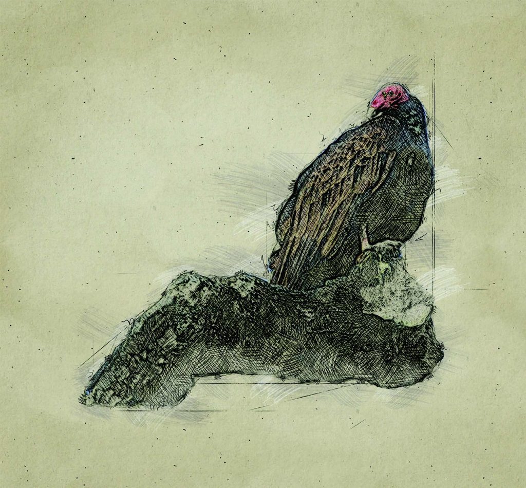 Graphic of Turkey Vulture