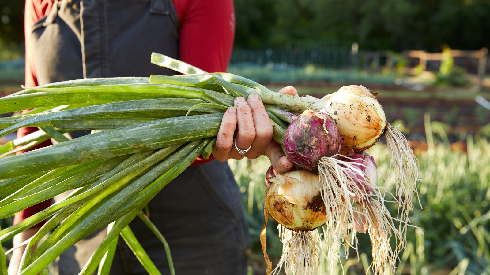 person holding bunch of onions